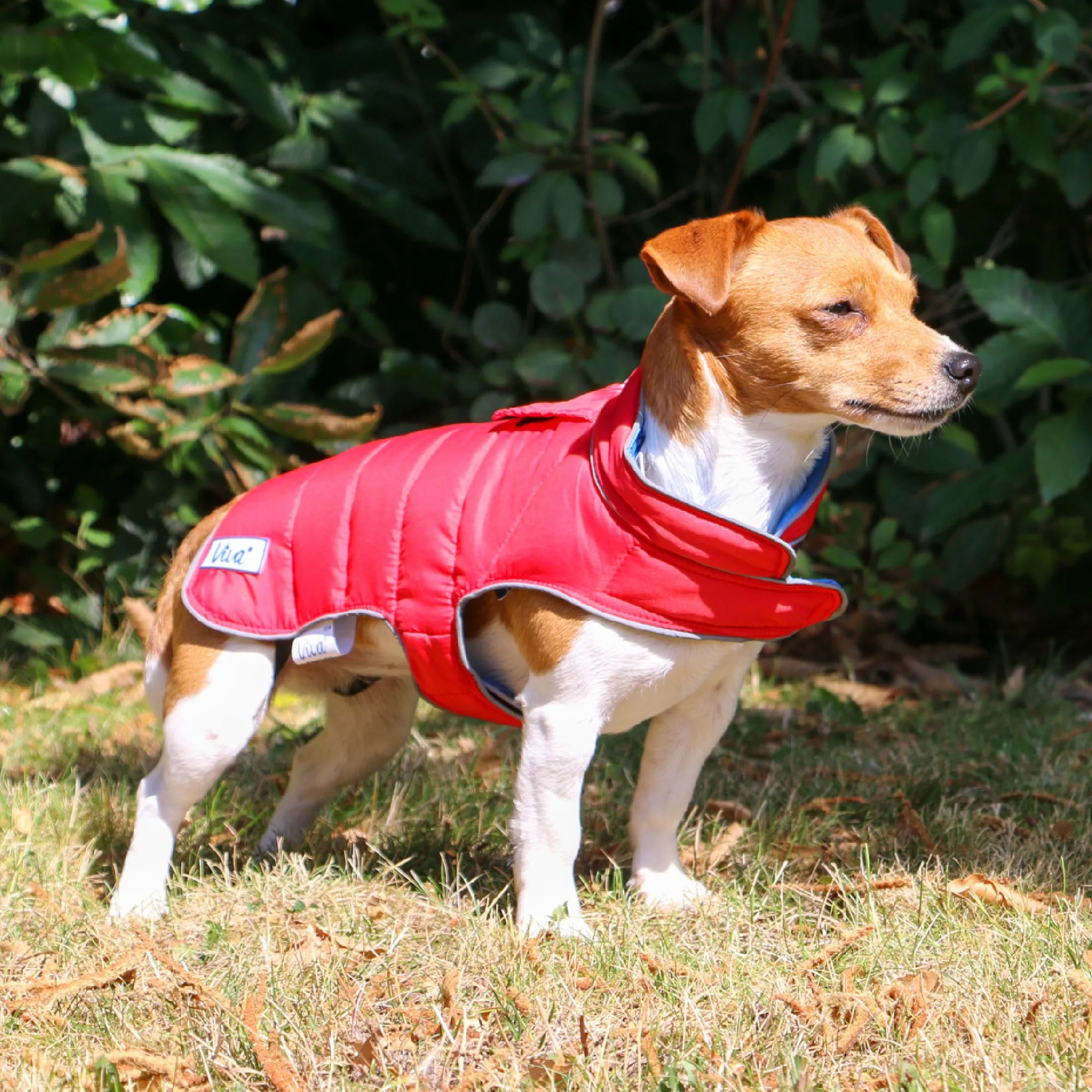Ancol Viva Reversible Dog Coat Red/Blue