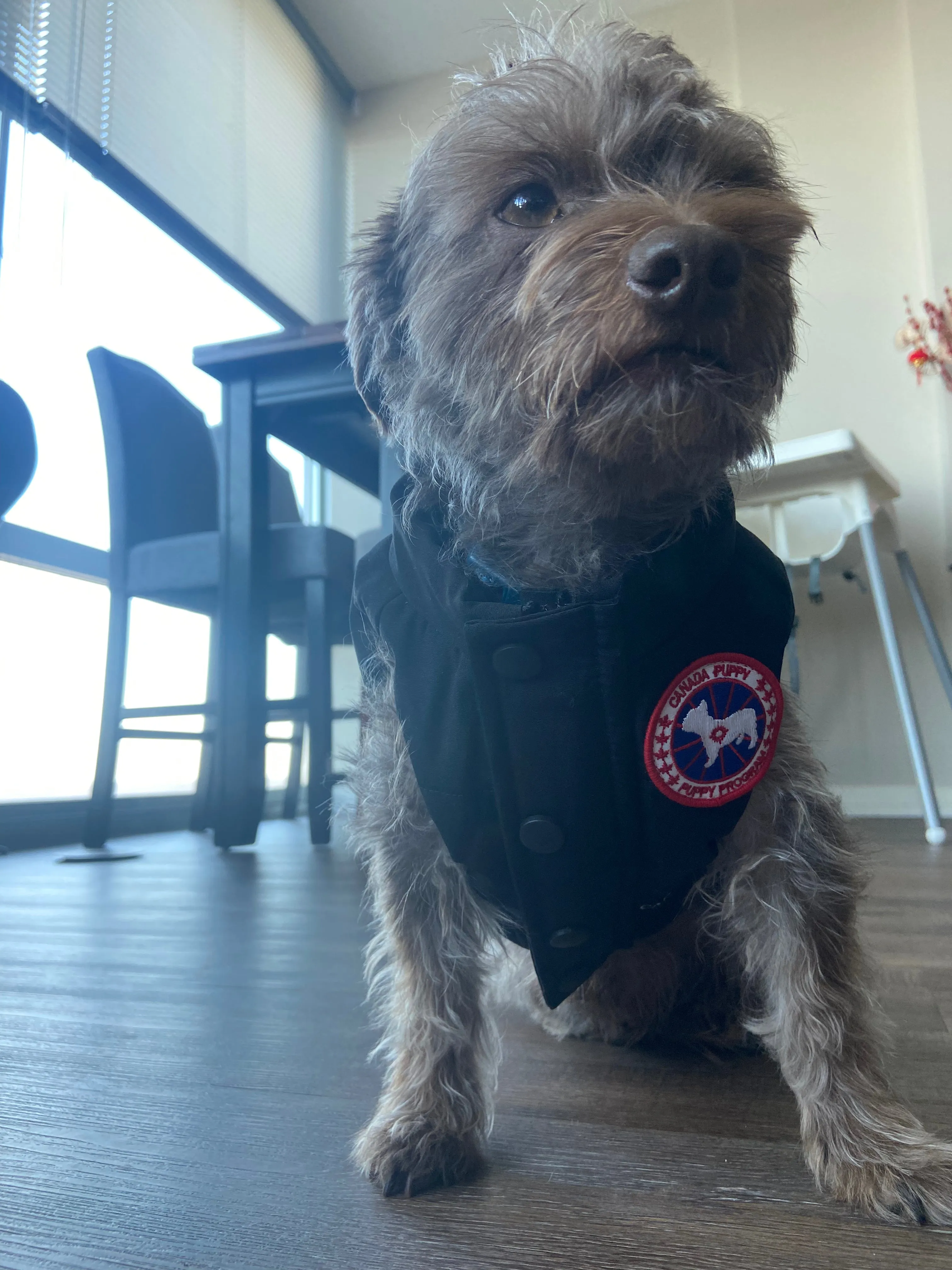 Canada Pup Pet Puffer Vest